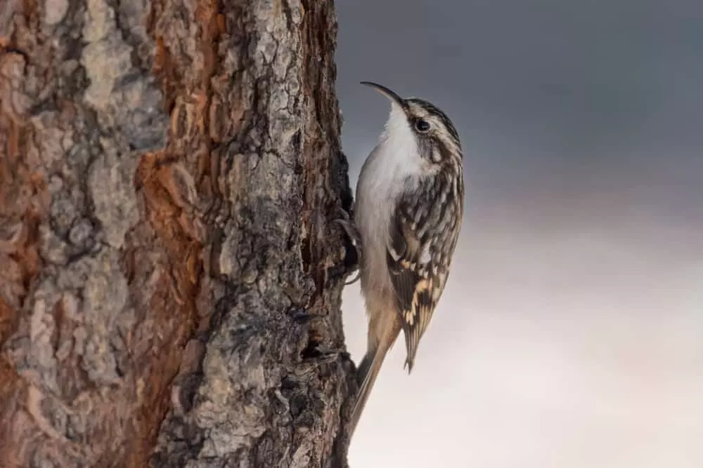 brown creeper bird