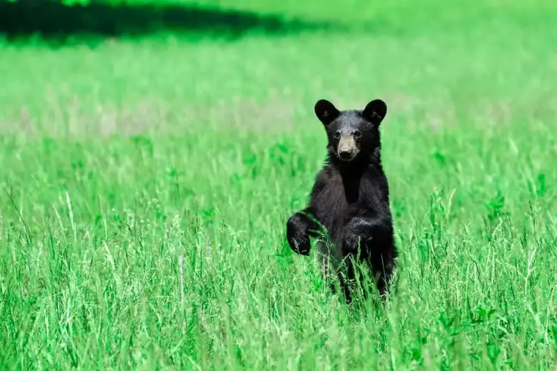 Black Bear in a field in the Smoky Mountains
