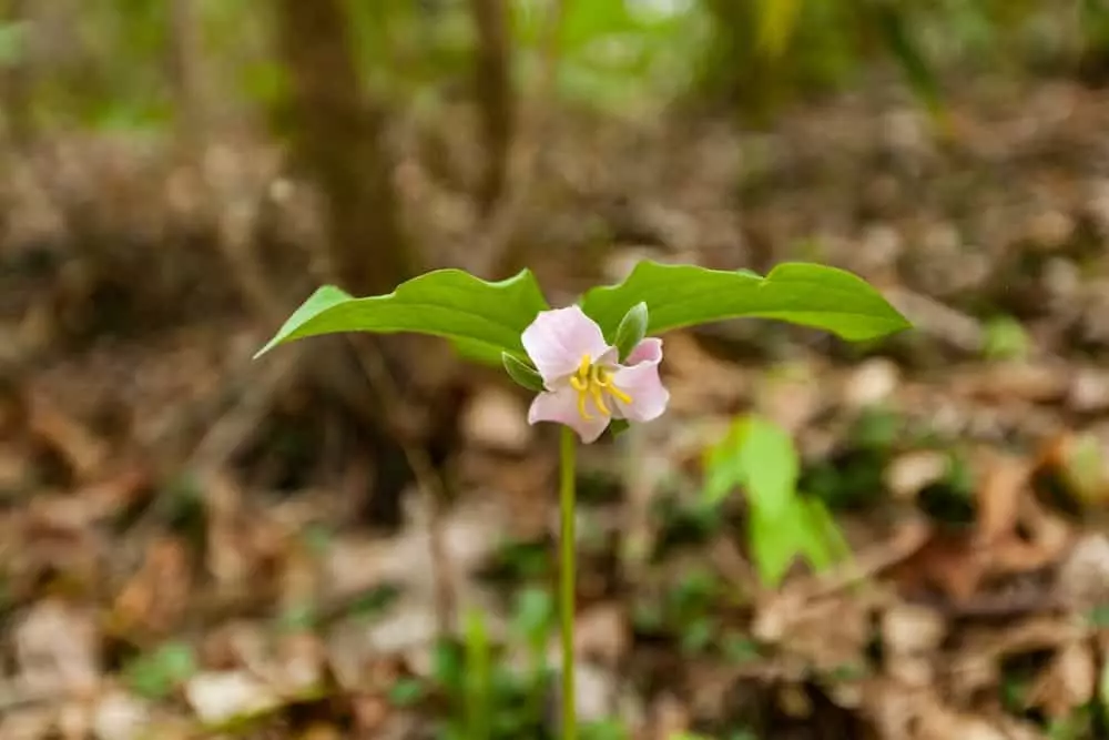 wildflower on trail
