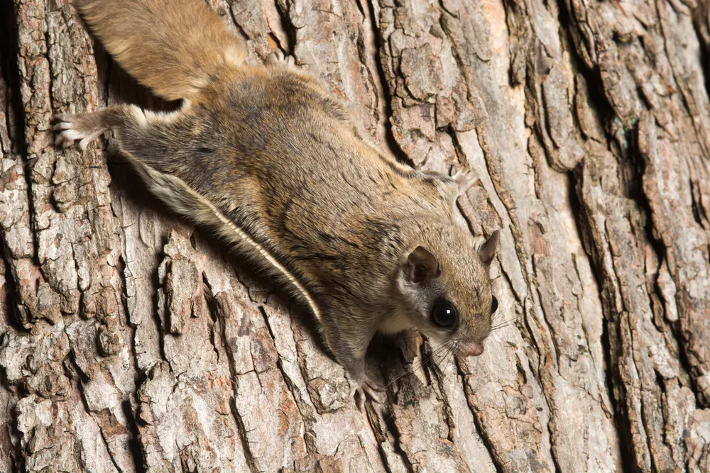 flying squirrels in tennessee