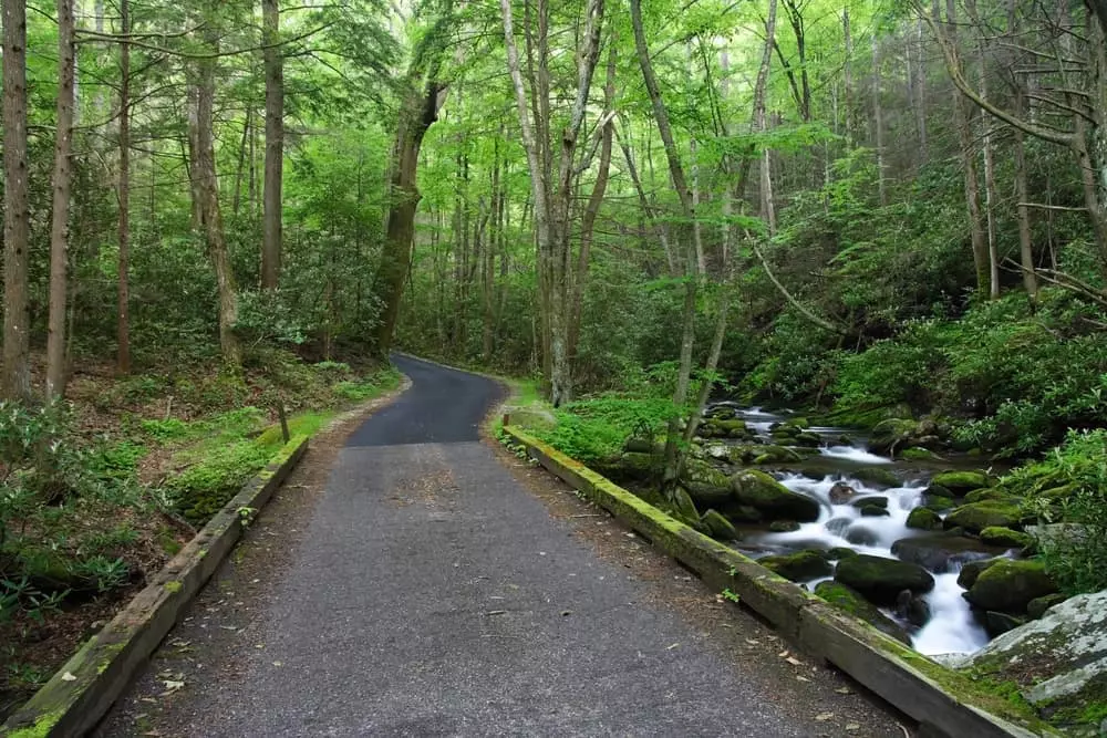 Roaring Fork is one of the best places to see bears in the Smoky Mountains