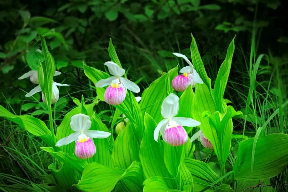 Lady Slippers Wildflower