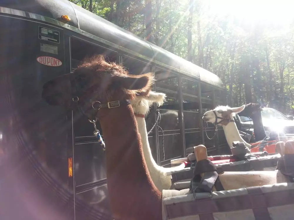 llamas taking supplies to leconte lodge