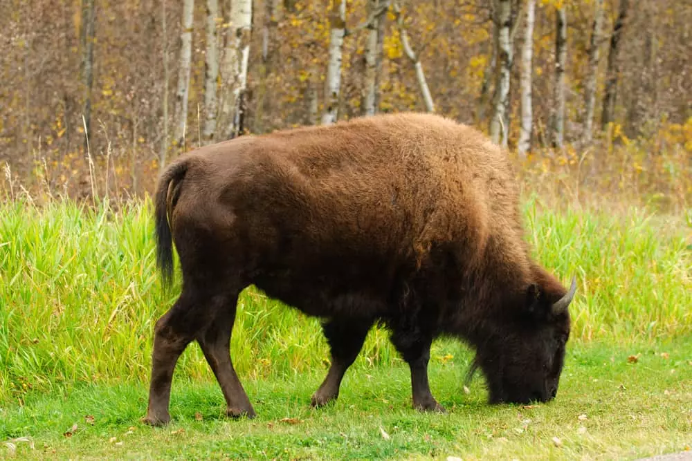 American bison