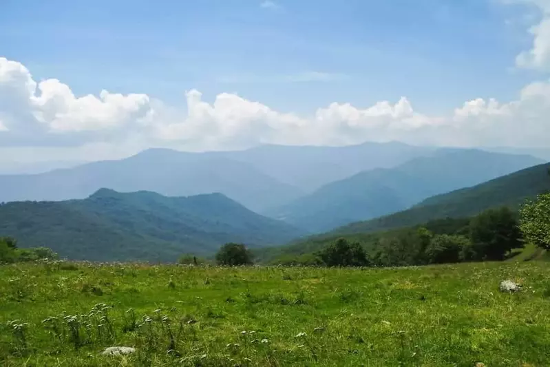 smoky mountains with wildflowers