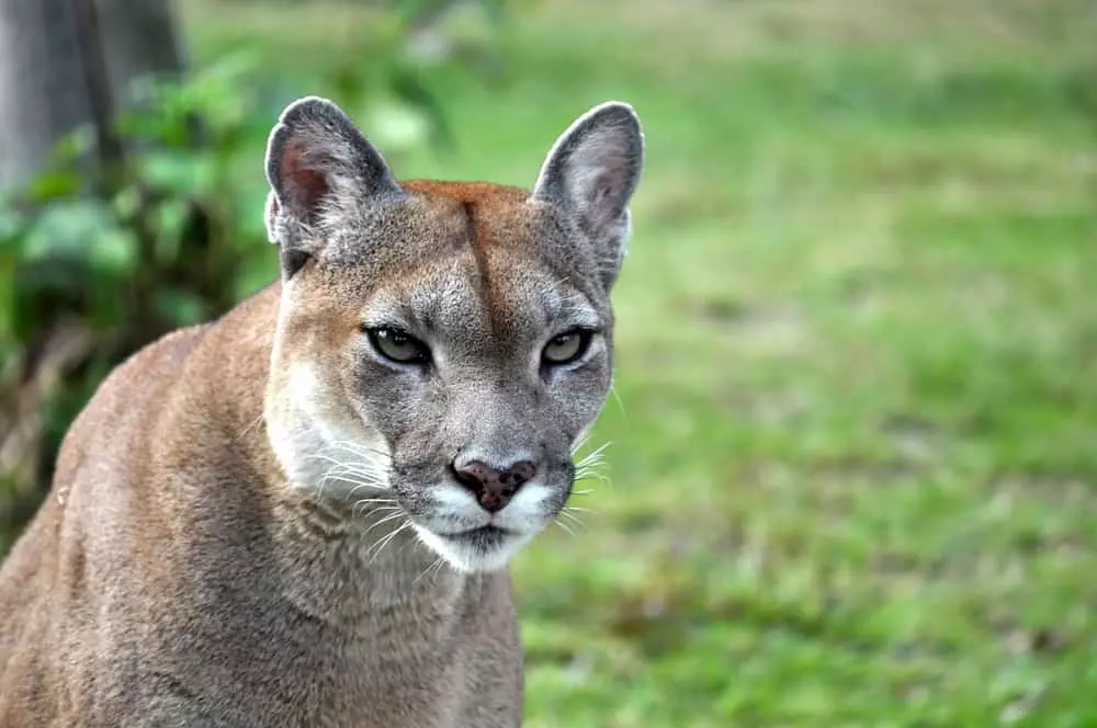 Eastern Cougar