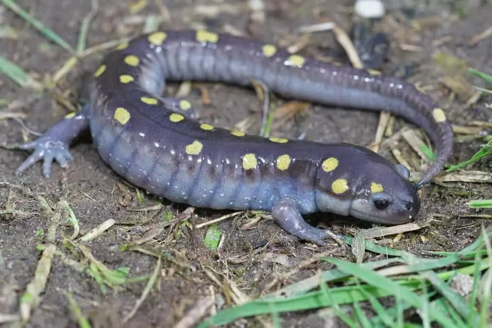 salamander on the ground