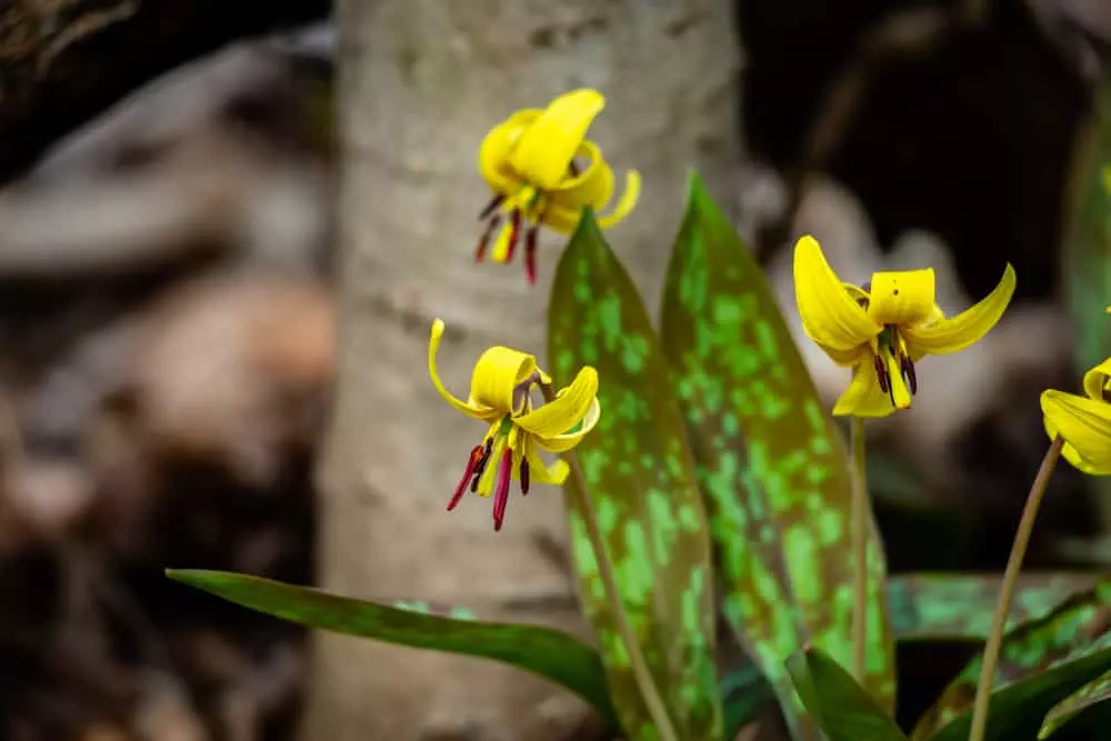 Trout Lily Wildflower