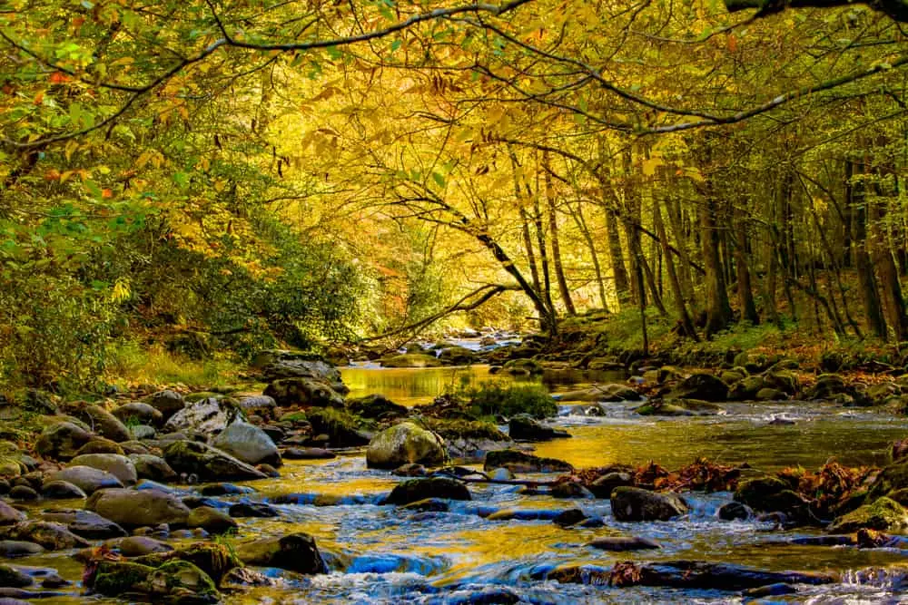 tremont stream