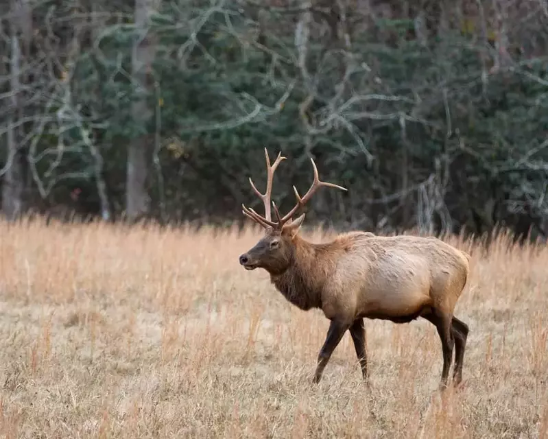 elk