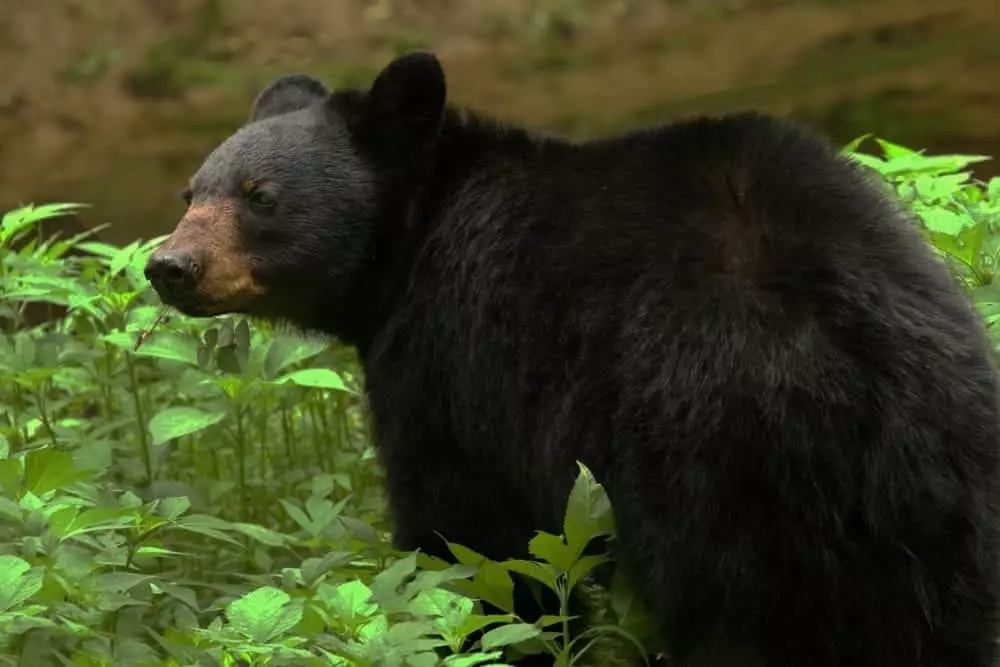 black bear in a field