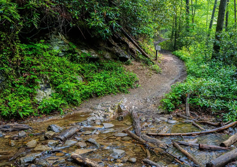 gsmnp hiking trail - fighting creek nature trail