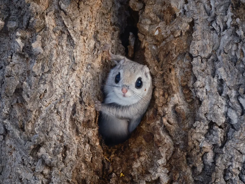 flying squirrels smoky mountains