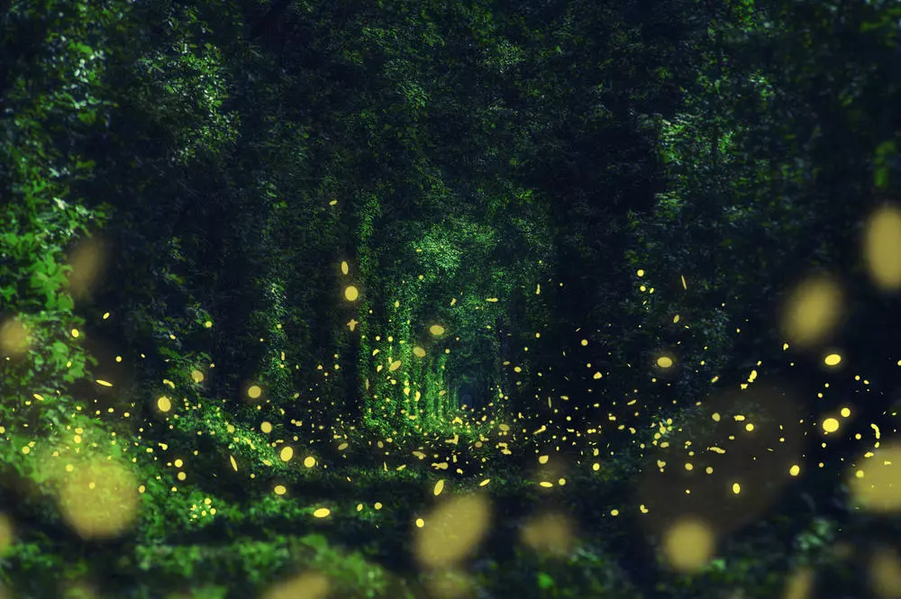 fireflies in trees
