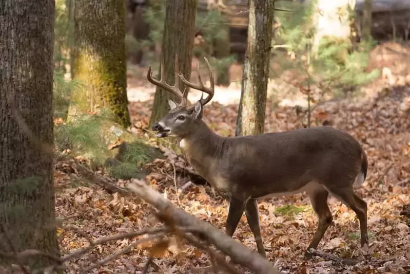 deer in the woods