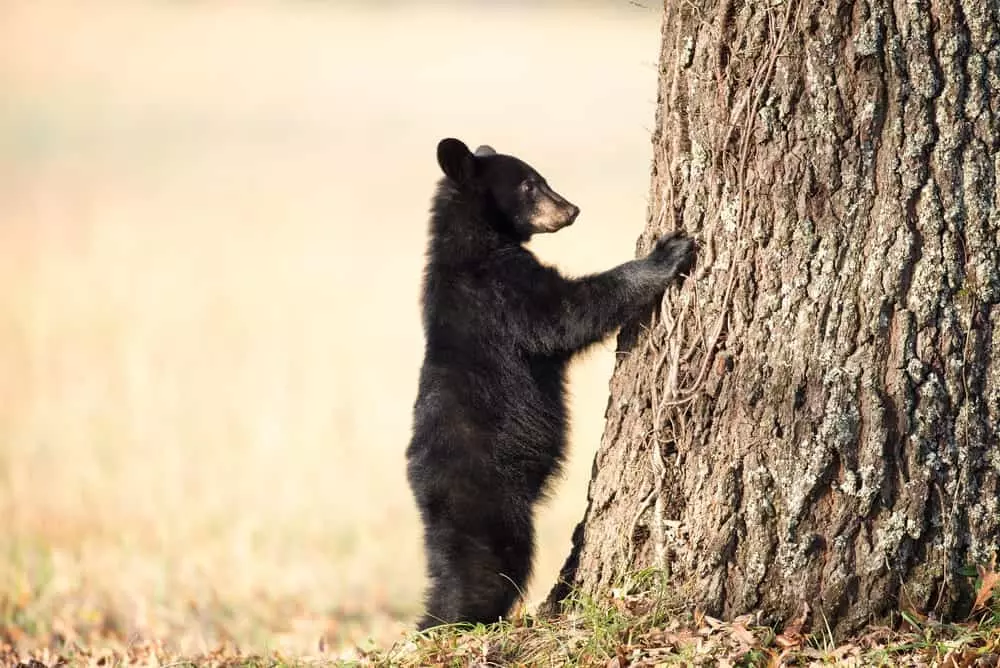 black bear in the smoky mountains