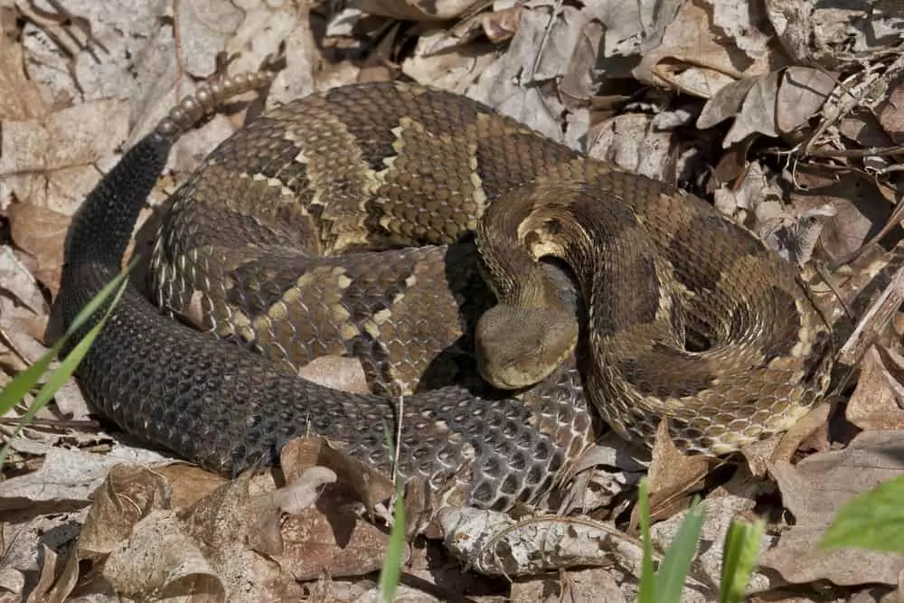 timber rattlesnake