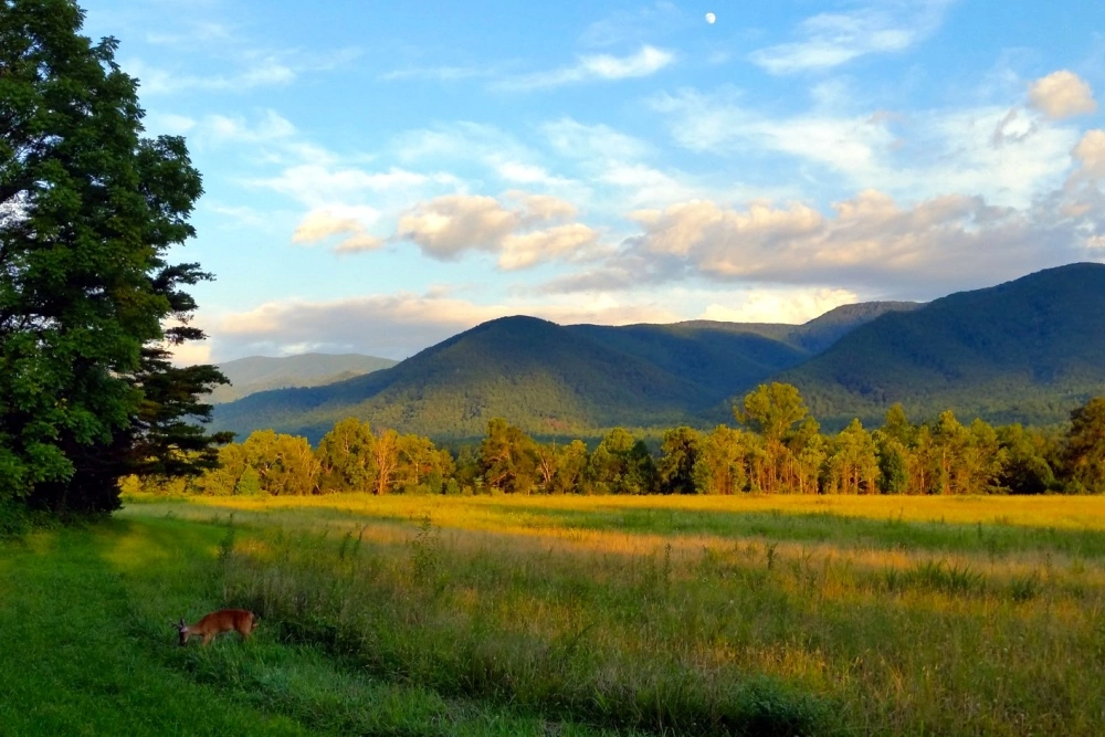 nature therapy in the smoky mountains