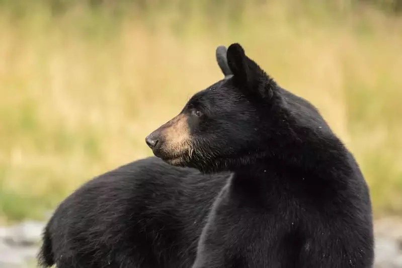 black bear in Cades Cove