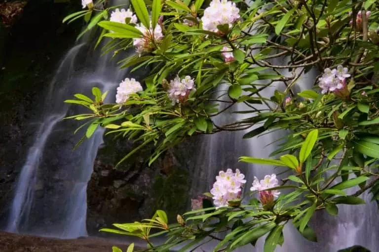 summer in the smokies