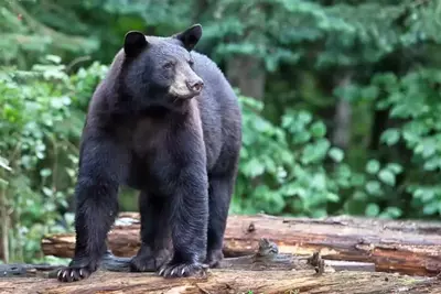 black bear in the Smoky Mountains