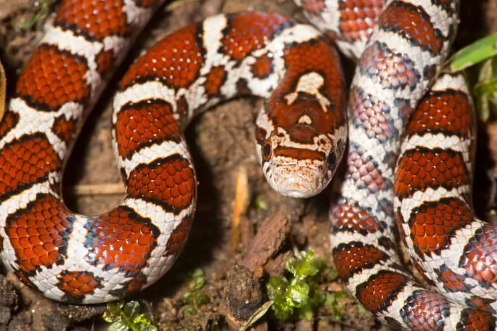 eastern milk snake