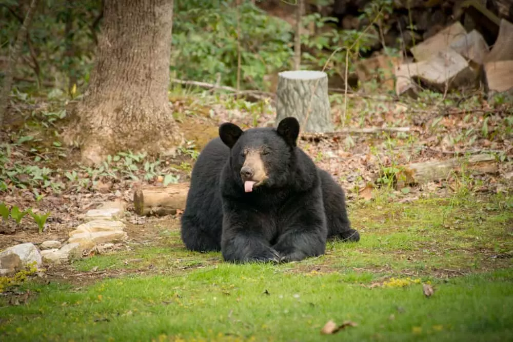 black bear relaxing in the grass in the Smokies