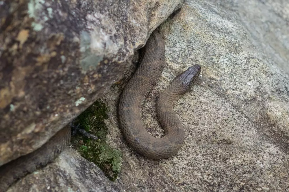 northern water snake