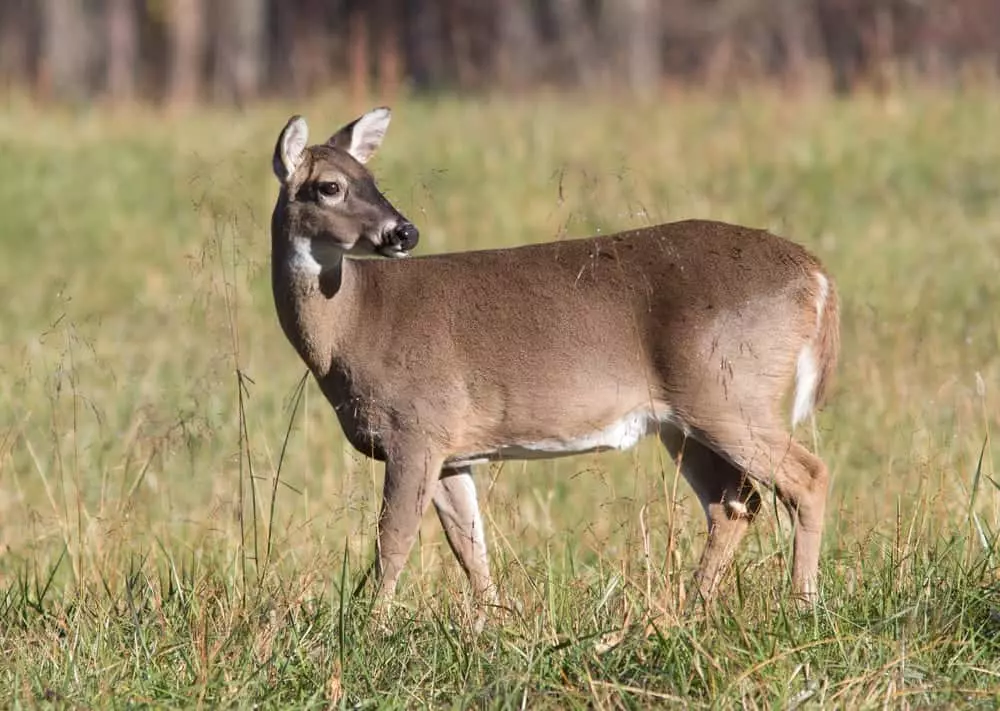 white tailed deer