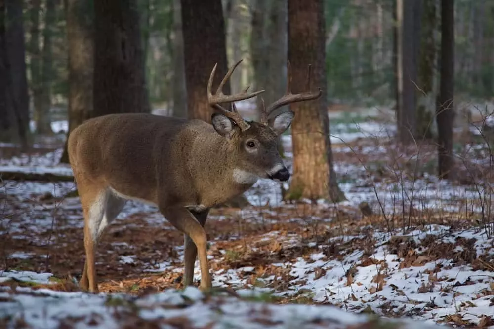 deer in Cades Cove with snow on the ground