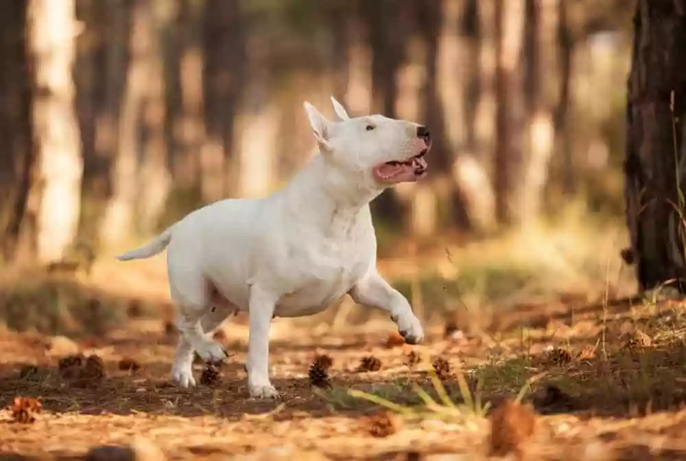 Dog walking in the Smoky Mountains National Park