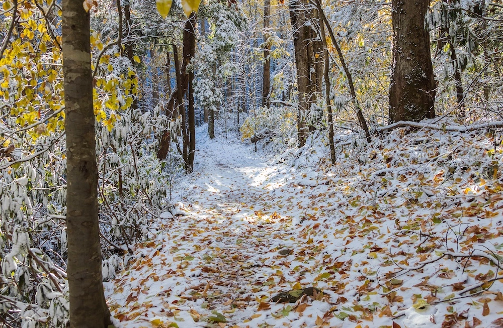 Porters Creek Trail in the snow
