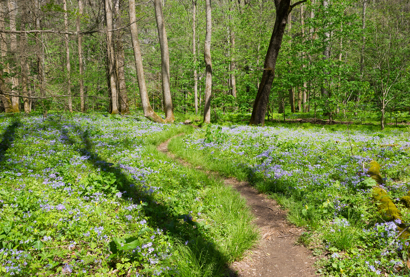 spring in the smokies