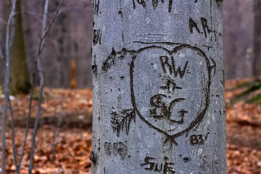tree with carvings