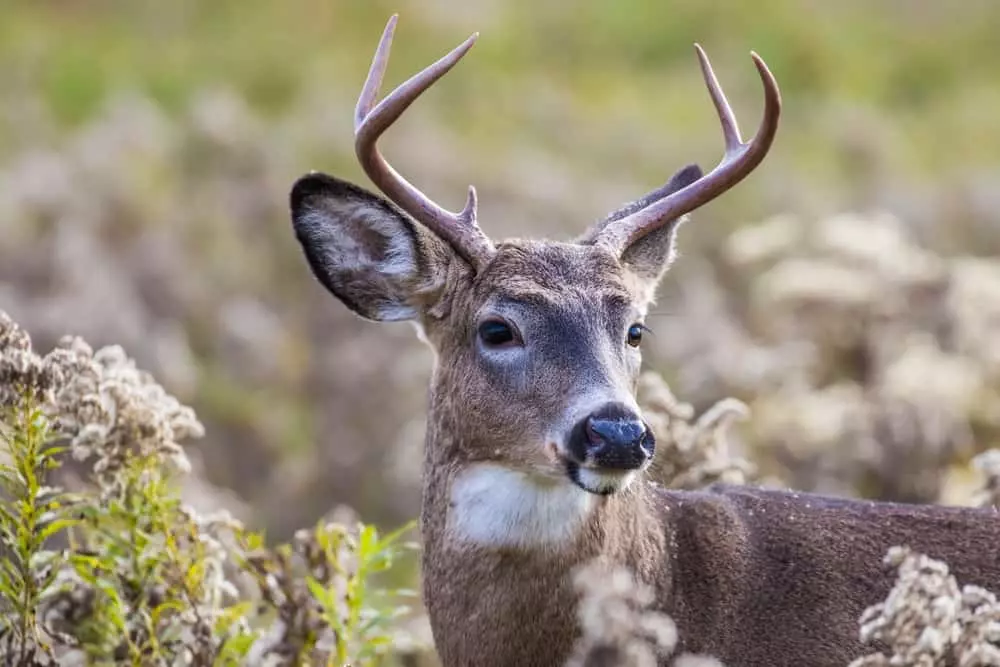 close up of white-tailed deer 