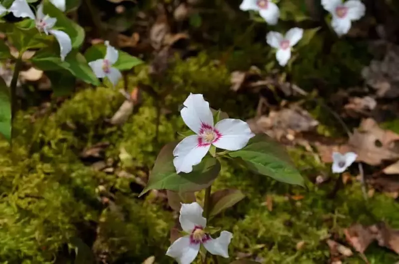 wildflower
