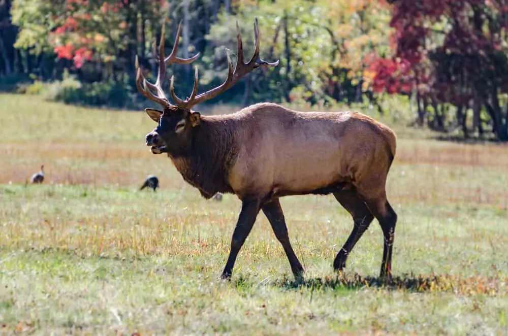 elk and turkeys in Cataloochee Valley