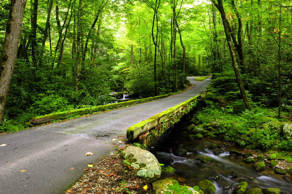 road in the smokies