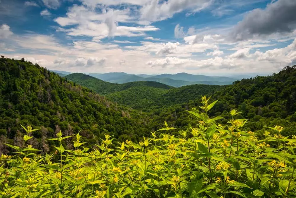 flowers in the smoky mountains