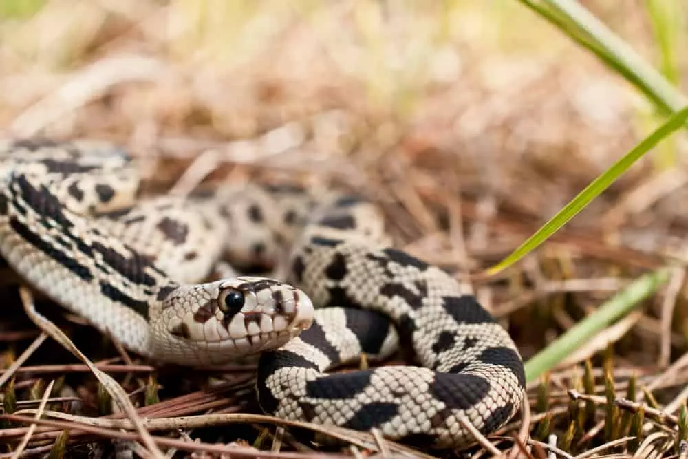 northern pine snake