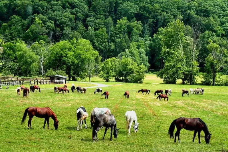 horses in Cades Cove