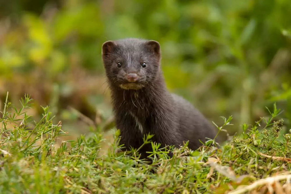 American mink