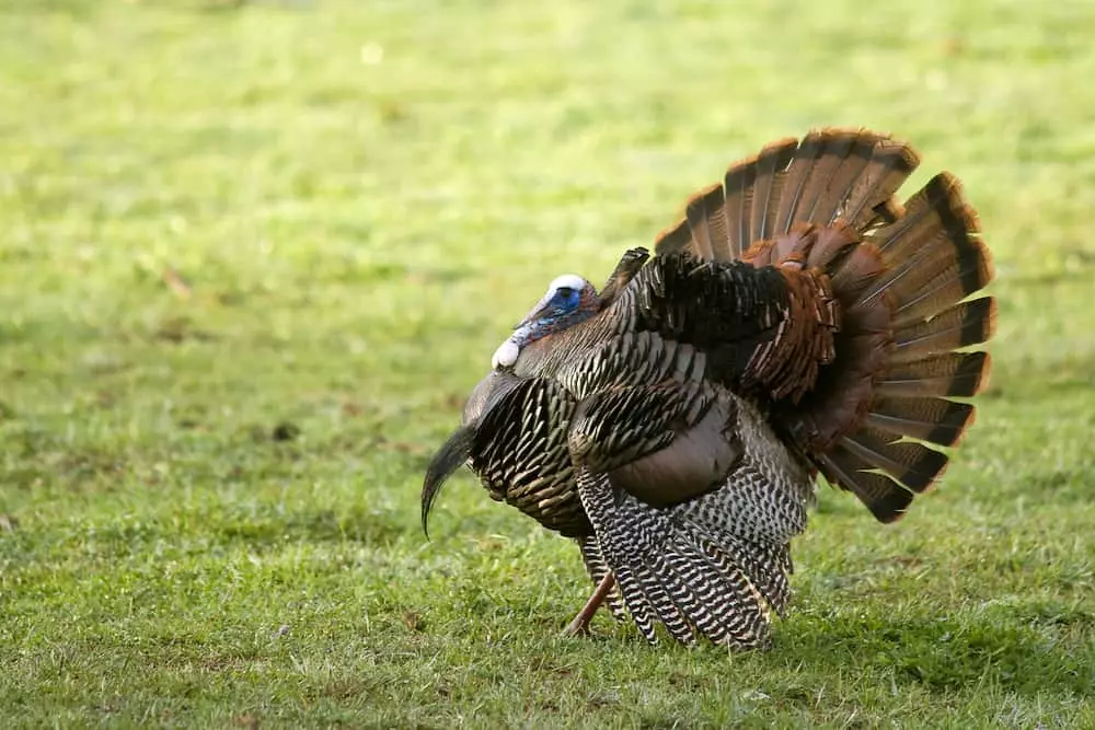 Turkey in the Smoky Mountains