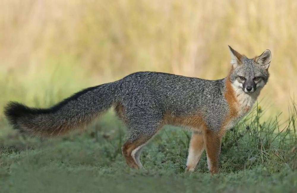 gray fox