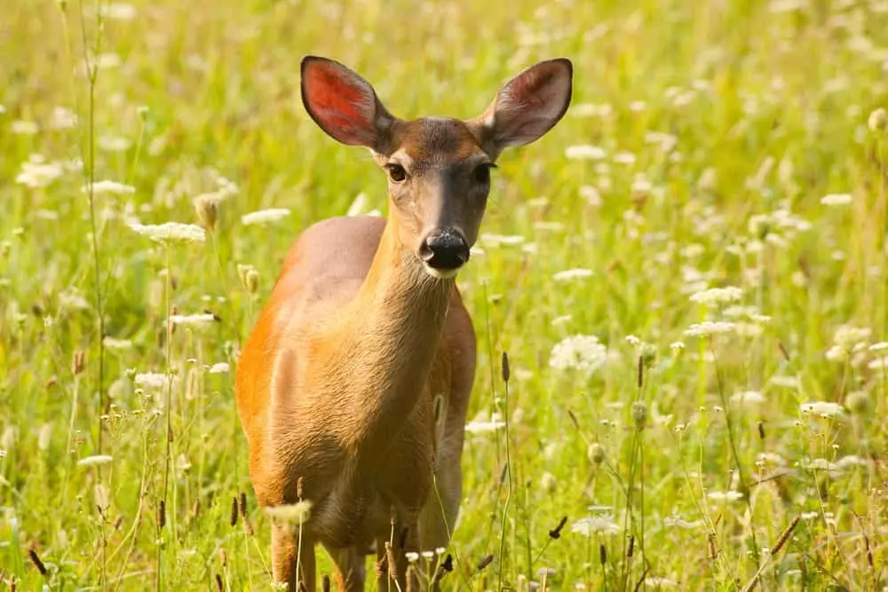 white tail deer in meadow