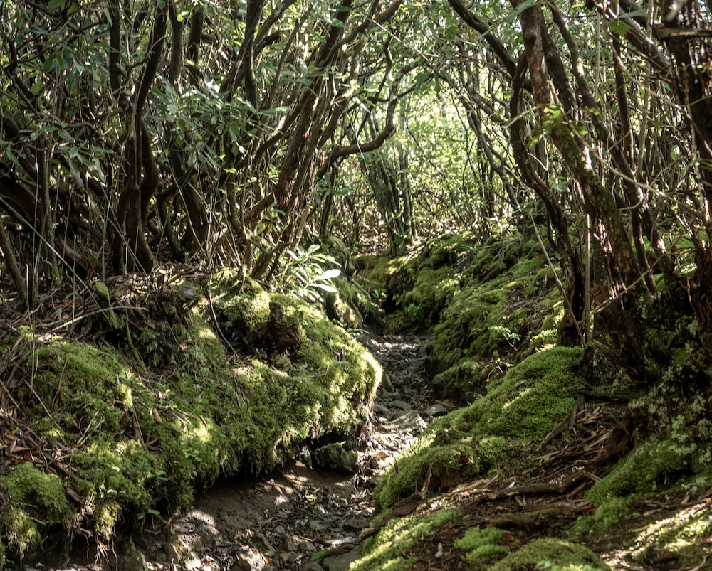 brushy mountain trail
