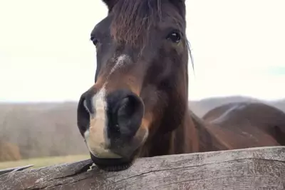 horse