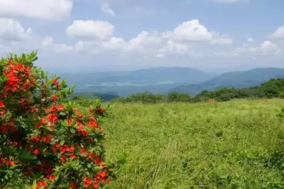 Wildflowers on Gregory Bald with mountains in background