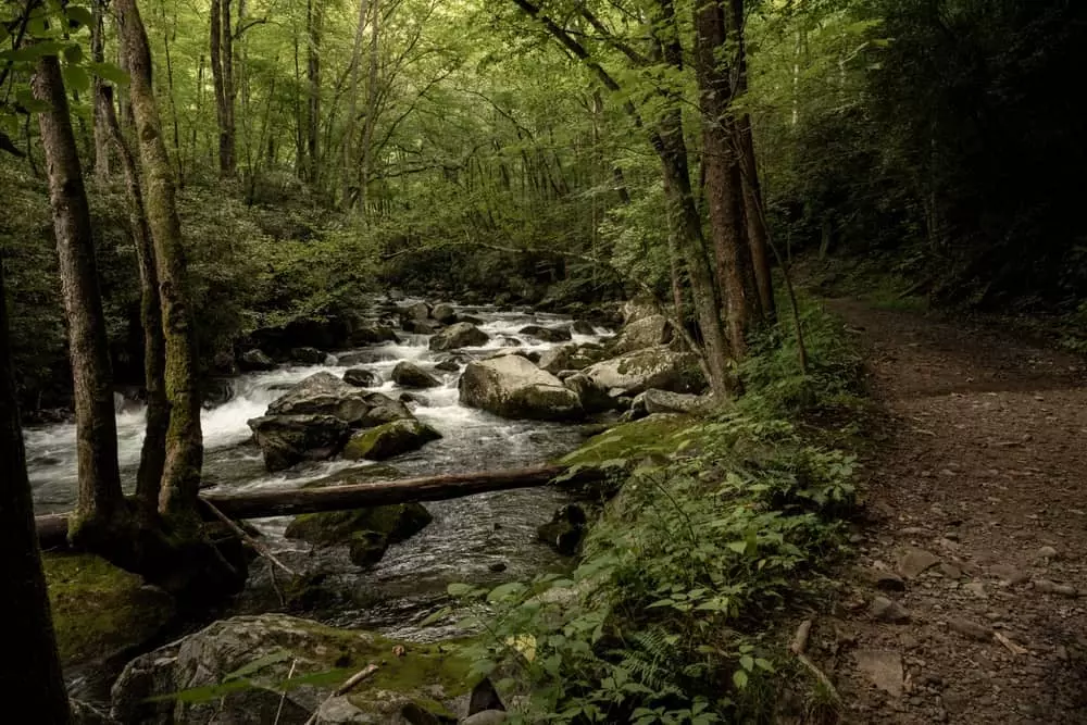 river and woods from a trail