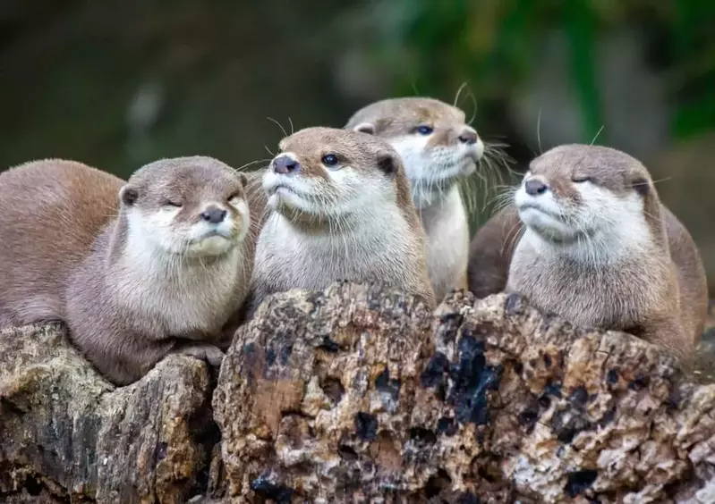 river otters